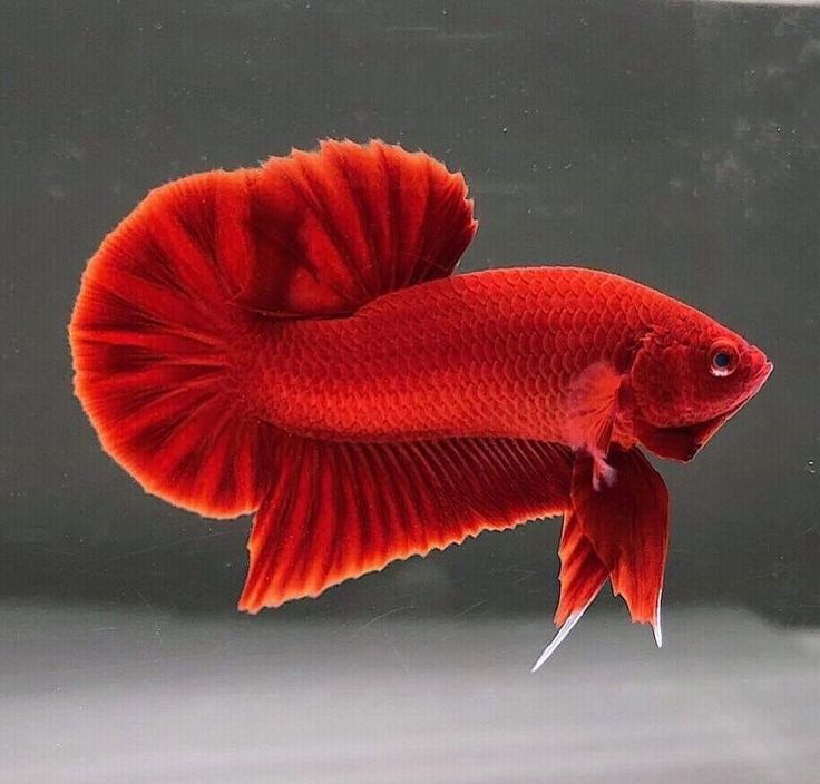 Betta splendens   Betta plakat  red @